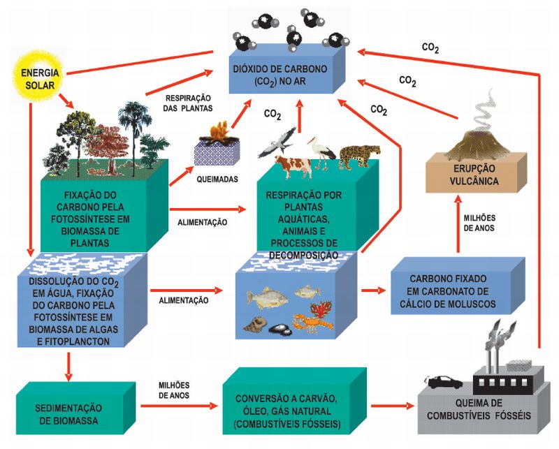 Figura 2: Ciclo global do carbono 