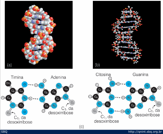 Figura 2: Estrutura Tridimensional Da Molécula De DNA. (A) Modelo De ...