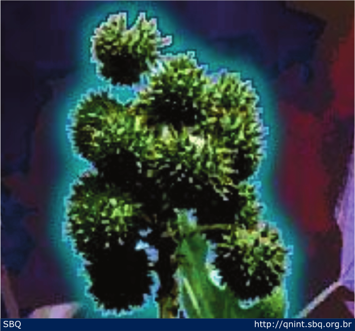 Figura 3: Semente da planta Ricinus communis, a mamona. 