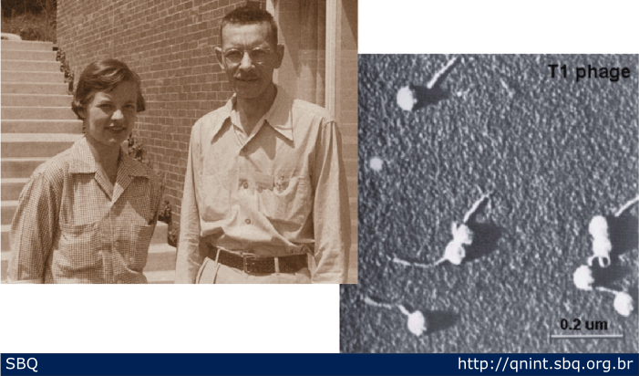 Figura 7: Martha Chase e Alfred Hershey; em seus experimentos com bacteriófagos, vírus que infectam bactérias, demonstraram definitivamente que o DNA é o material responsável pela transmissão dos caracteres hereditários. 
