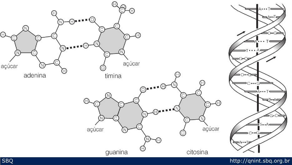 Figura 14: Empregando as bases desenhadas em cartões, Watson percebeu como deveriam se formar pontes de hidrogênio entre elas e a importância da relação de Chargaff. Nesta figura está ilustrada a primeira hipótese na qual o número de pontes de hidrogênio entre C e G é de apenas duas. Posteriormente verificaram a possibilidade de se formarem três pontes entre C e G. Finalmente, após alguns refinamentos no modelo, chegaram à proposta final da estrutura do DNA. 