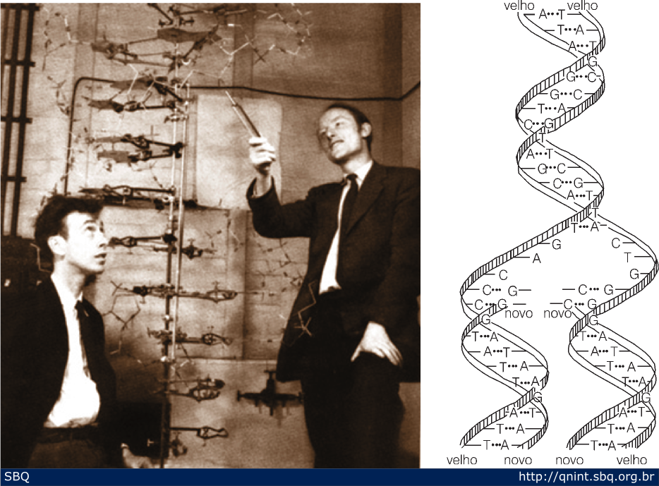 Figura 15: Famosa fotografia de Watson e Crick explicando seu modelo aos visitantes do laboratório. A informação de Franklin de que os fosfatos deveriam estar do lado de fora da molécula foi crucial para a montagem do modelo. 