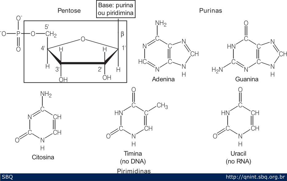 Figura 3: As unidades do DNA são formadas por um nucleotídeo que é composto por um açúcar (pentose) e uma base nitrogenada. Essa base nitrogenada pode ser de dois tipos, uma purina ou uma pirimidina. Além do DNA, as células também possuem moléculas de RNA (sigla do Inglês para ácido ribonucléico). Este é diferente do DNA por sua molécula ter um outro OH na posição 2’ da pentose (o DNA possui um H) e, ao invés da base timina (T), ter a base uracil (U). 
