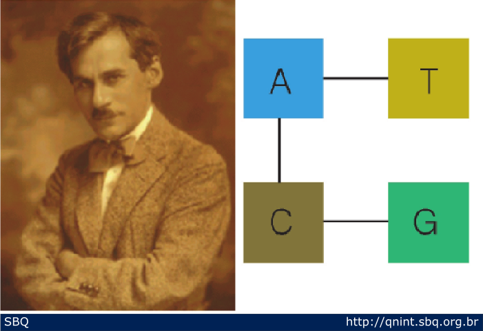 Figura 4: A teoria do tetranucleotídeo foi introduzida por Phoebus A.T. Levene, juntamente com inúmeras importantes contribuições de seu trabalho na caracterização química do DNA. 