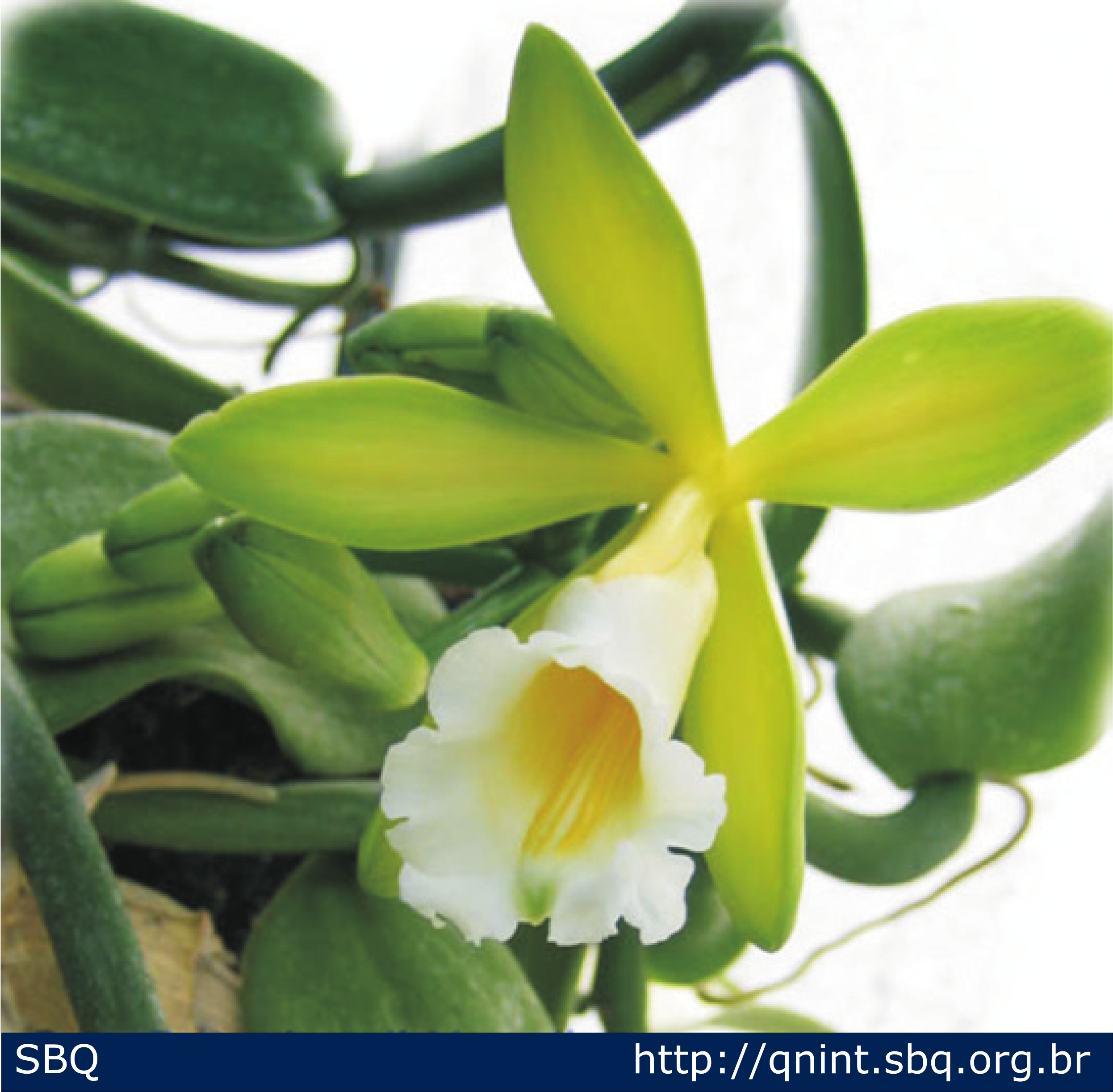 Figura 2: Foto da orquídea Vanilla planifólia (Ortobotanico, 2008). 