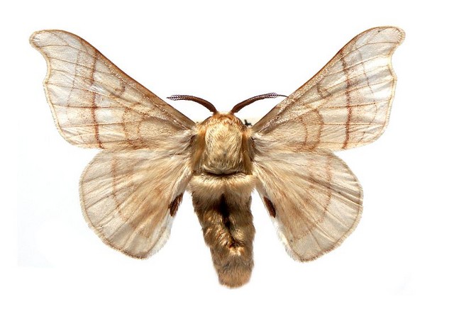 Mariposa