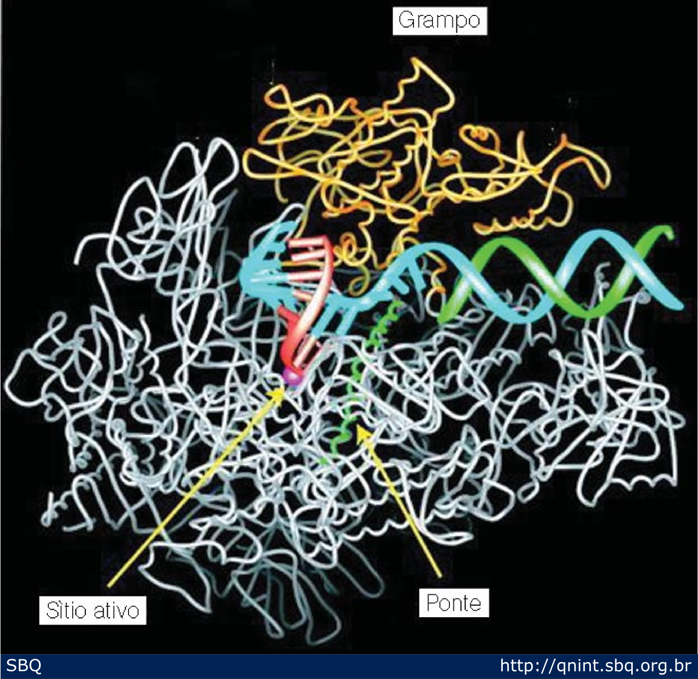 Figura 3: Estrutura da RNA polimerase II durante a transcri&ccedil;&atilde;o. O grampo (em laranja) prende o DNA durante a transcri&ccedil;&atilde;o. O restante da RNA polimerase II est&aacute; ilustrado em cinza. O DNA e o RNA rec&eacute;m sintetizado (em vermelho) ocupam uma fenda localizada acima do s&iacute;tio ativo da enzima (o metal no s&iacute;tio ativo est&aacute; ilustrado como uma esfera cor-de-rosa). Uma alfa-h&eacute;lice forma uma ponte (em verde) que funciona como uma catraca que desloca o h&iacute;brido DNA-RNA atrav&eacute;s da fenda &agrave; medida que um novo nucleot&iacute;deo &eacute; adicionado. &nbsp; 